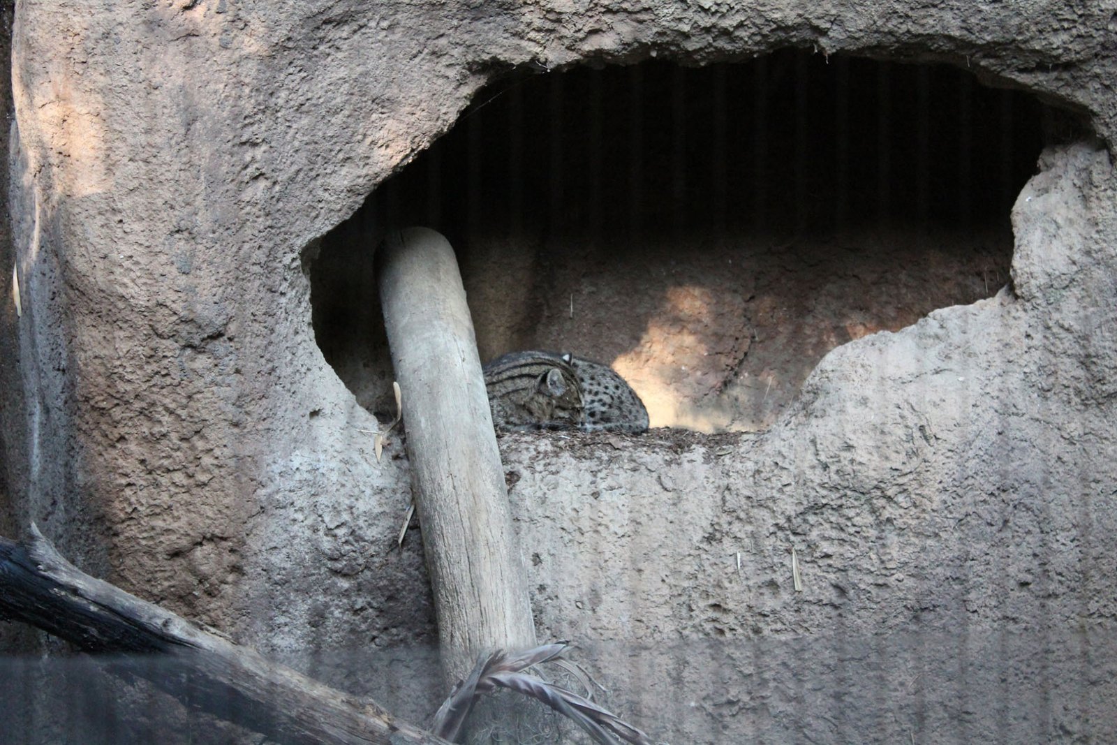 San Diego Zoo Part II 123